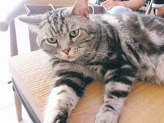 -平行世界·猫咖(首经贸店)