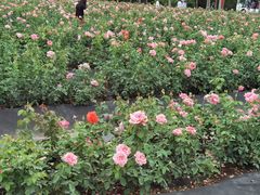 -亚龙湾国际玫瑰谷