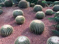 -呀路古热带植物园