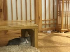 -猫にゃん · 猫的隐藏屋猫咖(麦地旗舰店)
