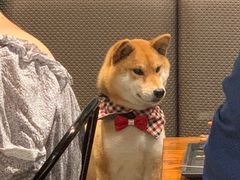 -麻喜大