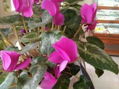 -欧麦烘焙坊(博野店)