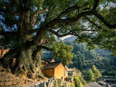 -杨家堂村