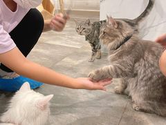 -楼上猫咖(罗湖店)