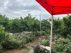 -老袁家蜜桃农场·阳山水蜜桃