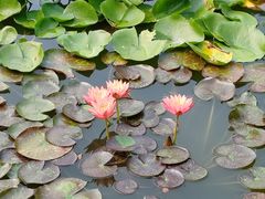 -国家植物园南园