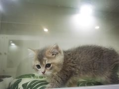 -青奢宠物·青奢猫舍