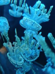 -Zoolung Zoolung动物主题公园(海信广场店)