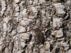 -洛阳白云山景区