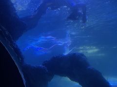 -左海海底世界