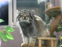 -青藏高原野生动物园