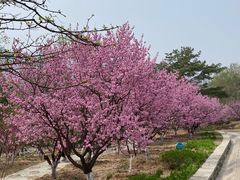 -北京鹫峰国家森林公园