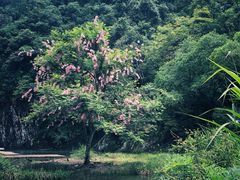 -龙湾潭国家森林公园