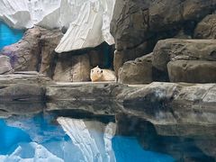 -海合安武汉极地海洋公园
