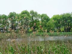 -西湖风景区-江洋畈生态公园