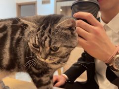 -有猫儿腻咖啡厅.猫咖