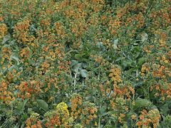 -三圣花乡旅游区