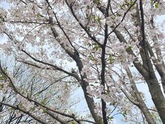 -贡湖湾湿地公园