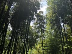 -天目山大树王景区
