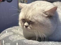 -Meowの猫咖(万家丽店)