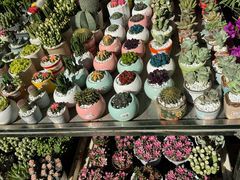 -桂林市花鸟市场