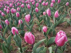 -廊坊文化艺术中心