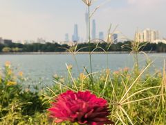 -海珠湖公园