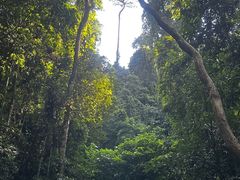 -西双版纳原始森林公园