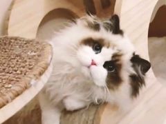 -青奢宠物·青奢猫舍