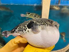 -天正河鲀·河豚亭(大连店)