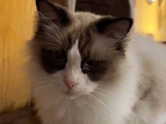 -猫猫幼稚园·撸猫·桌游·电玩
