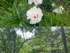 -黑龙江省森林植物园