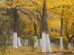 -长白岛森林公园