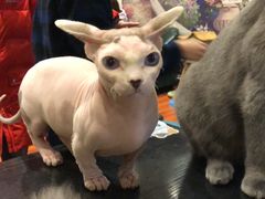 -猫小院猫主题咖啡厅(北锣店)