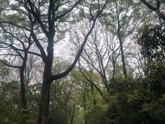 -灵谷景区