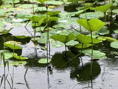 -澹台湖公园