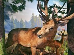 -陕西自然博物馆