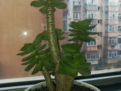 -老油饼酸菜汤(高铁和平店)