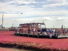 -红海滩国家风景廊道
