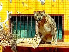 -青藏高原野生动物园