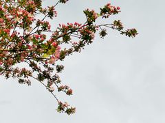 -海棠花溪(元大都城垣遗址公园)