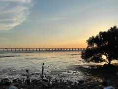 -宝安西湾红树林湿地公园