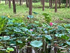 -合肥滨湖国家森林公园