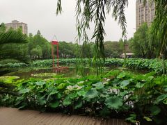 -陈家山荷花公园