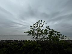 -上海滨江森林公园