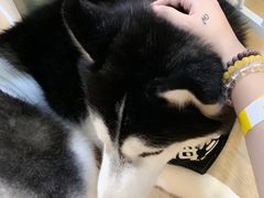 -Husky Go! 哈士奇体验馆·宠物咖啡厅狗咖