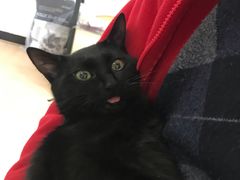 -灵美宠物诊所