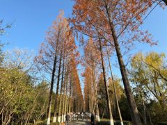 -昆山城市生态森林公园