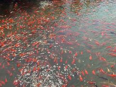 -卧龙湖