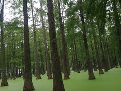 -渌洋湖湿地公园